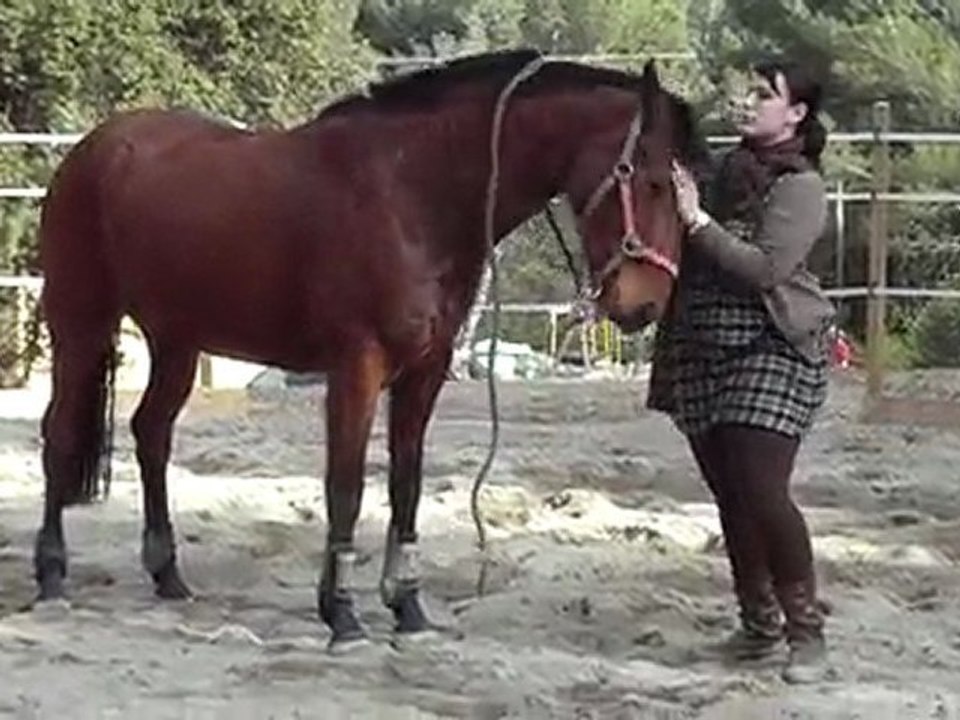 Sultane à cru en fin de séance dans le rond de longe