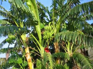 casa de lujo, zona tranquila
