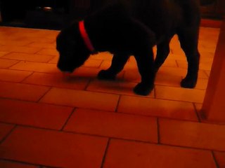 Ego 2 mois découvre le salon