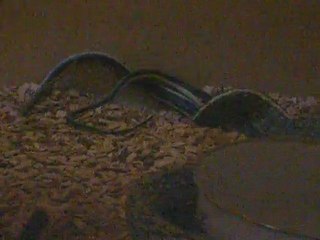 Accouplement Orthriophis Taeniurus sp