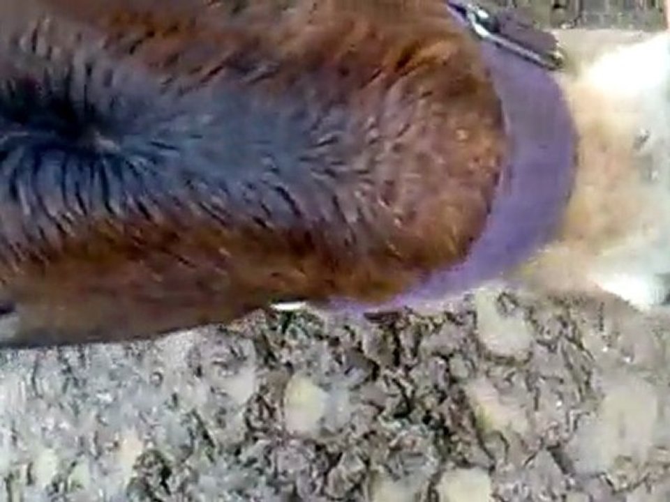 Gaston le plus beau...