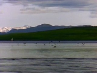 lake and bırds