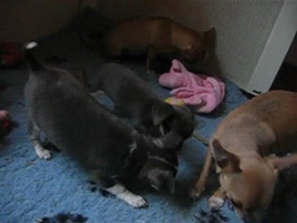 ELEVAGE DES PETITS AZTEQUES