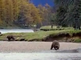 John West Tuna Fight - Salmon and Bear Advert
