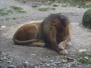 Toilettage d'un "chaton" du Zoo de bale