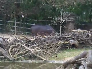 Hippopotames pénards au zoo de bale