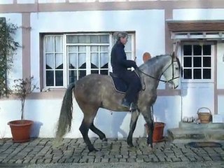 Cheval PRE très élégant et très sage (WWW.EQUIRODI.COM)