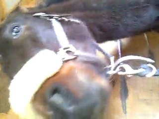 plus beau cheval