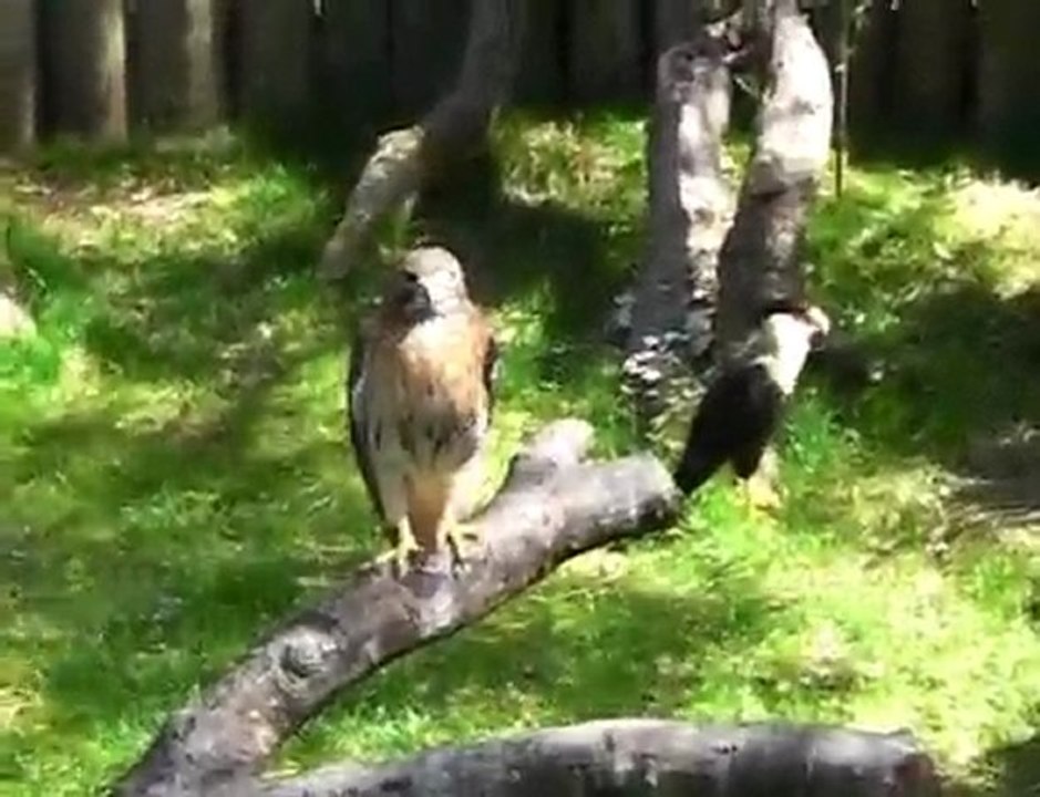 A Trip to: Homosassa Springs Wildlife Park