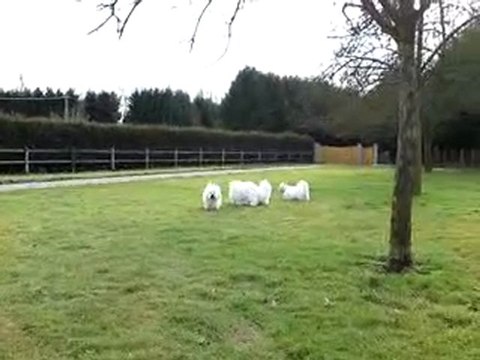 Coton de Tulear - course poursuite-