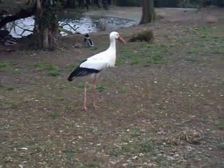 Décollage d'une cigogne du Zoo de Bale