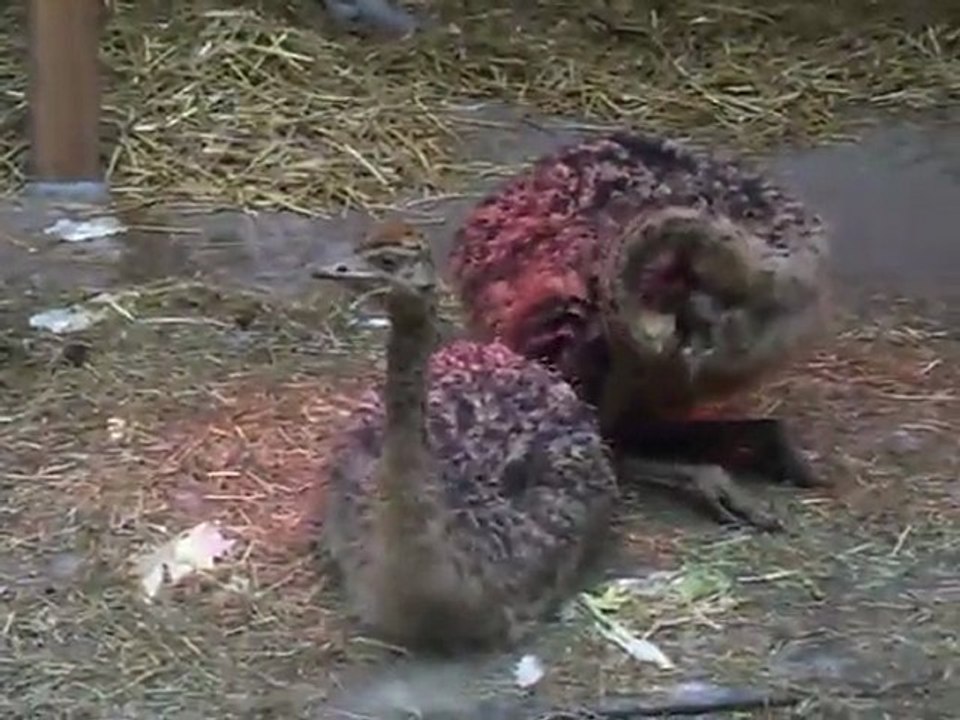 Couple d'autruche et leurs Bébés du Zoo de Bale