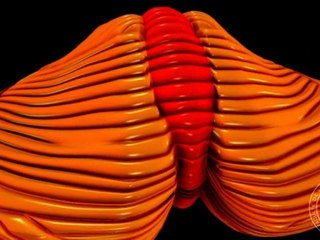 Anatomie du système nerveux : Cervelet.