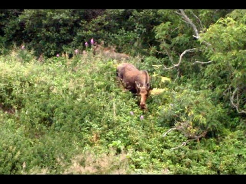 newfoundland 2009