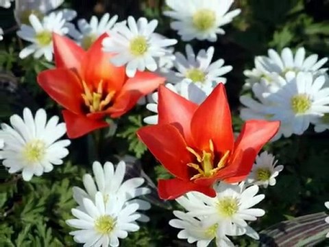 ŞEKERCİMİ BABAN SENİN SERAP SAPAZ