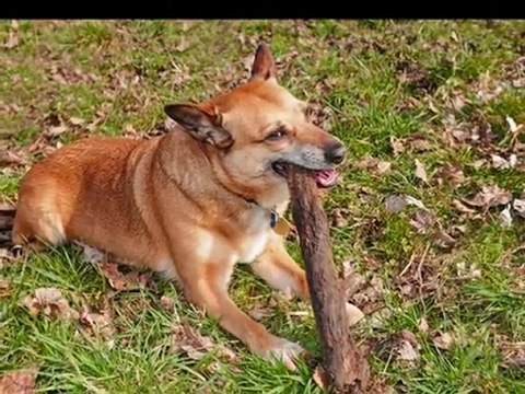 Promenade au refuge des Amis des Bêtes à Aix les Bains