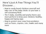 Secrets To Building Chicken Coops