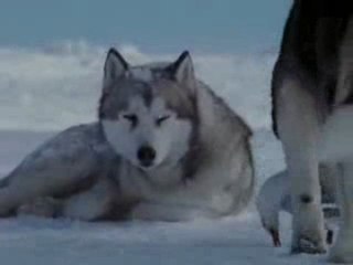 волки в снегу