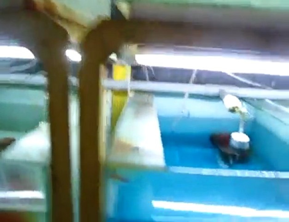 Lucky Tropical Fish Farm - Genel görünüş - 2. Bölüm