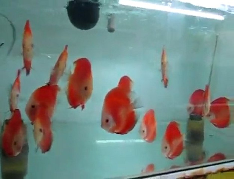Lucky Tropical Fish Farm - Genel görünüş - 3. Bölüm