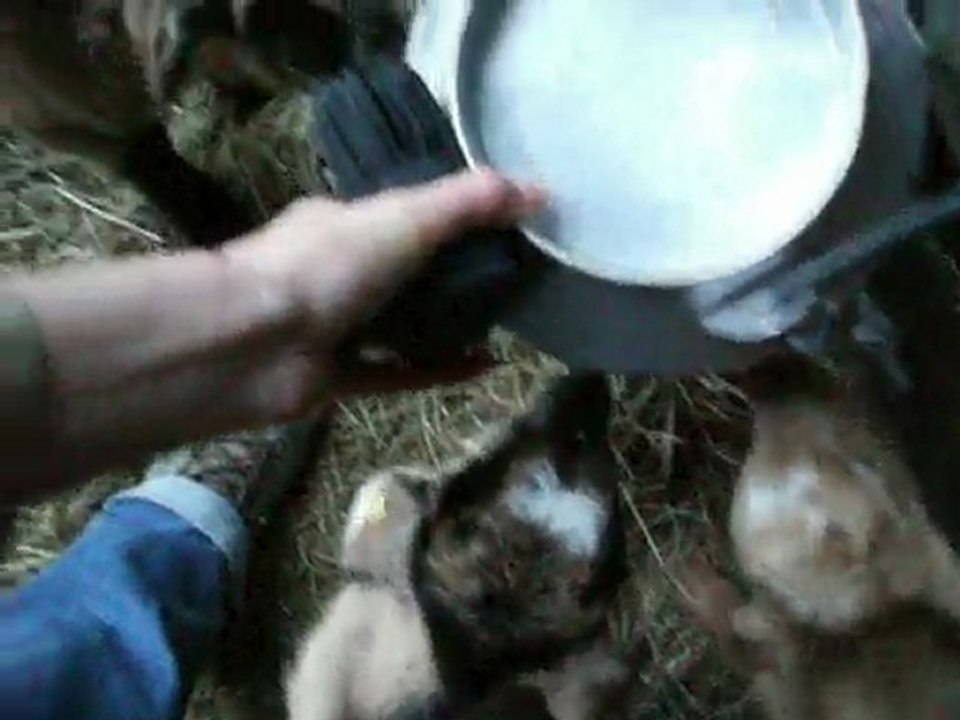 Le biberon des chevreaux