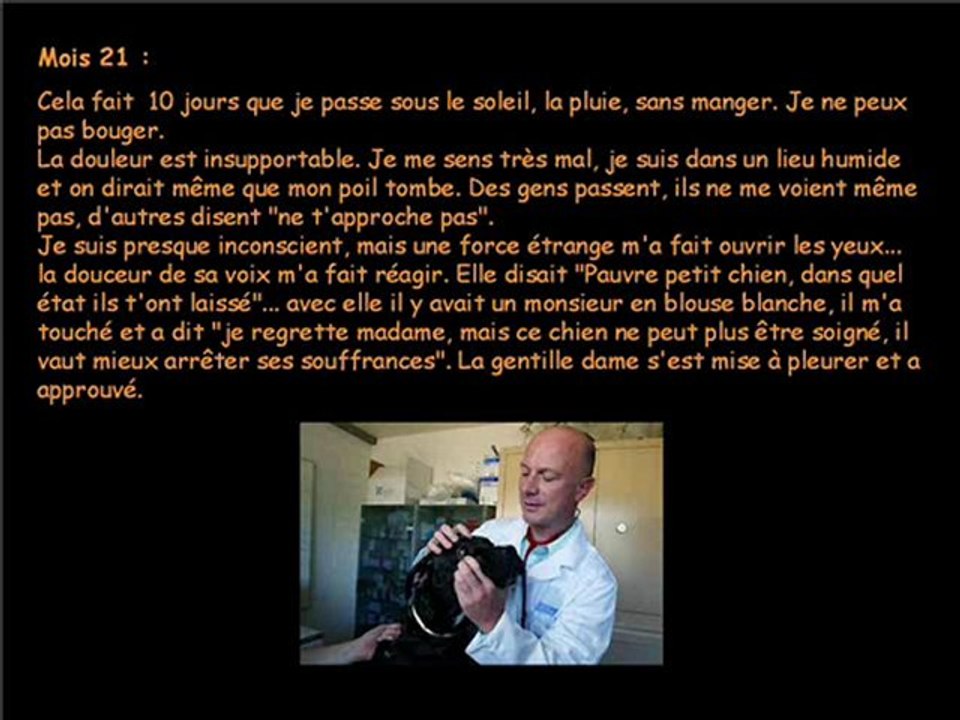 JOURNAL D UN CHIEN