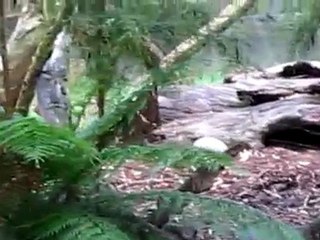 Diable de Tasmanie Healesville