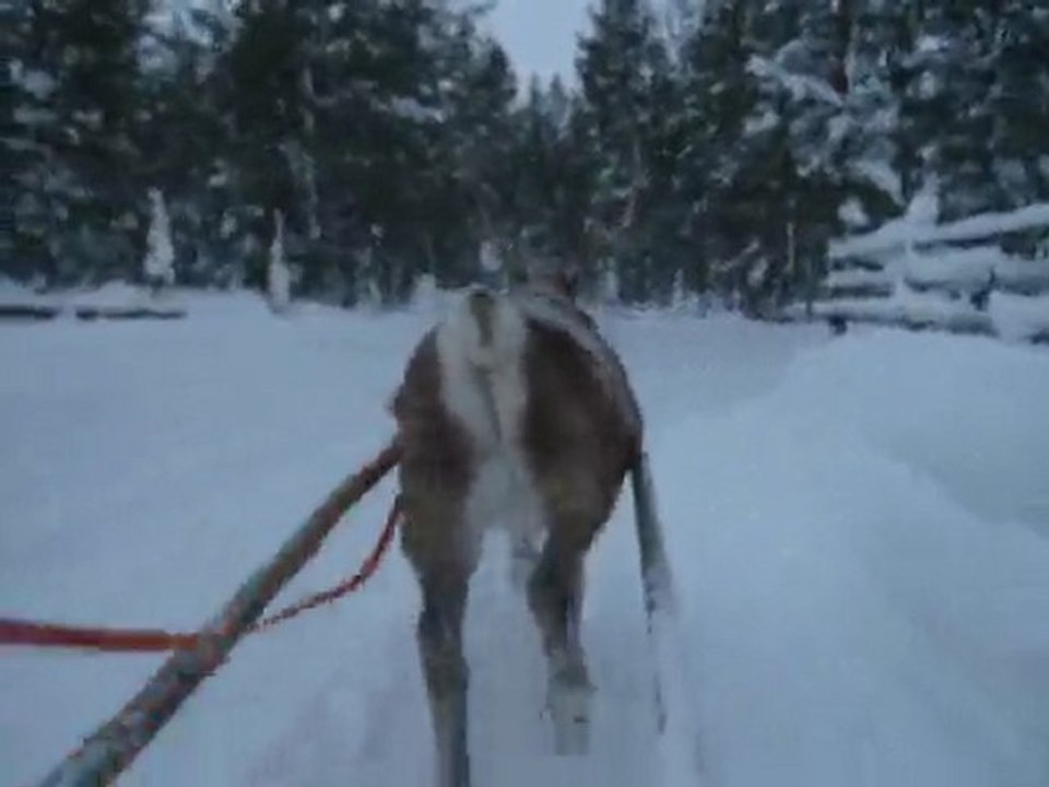 Jack in Lapland :)