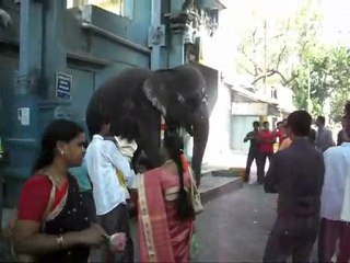 Puduchery Benediction of the Elefant