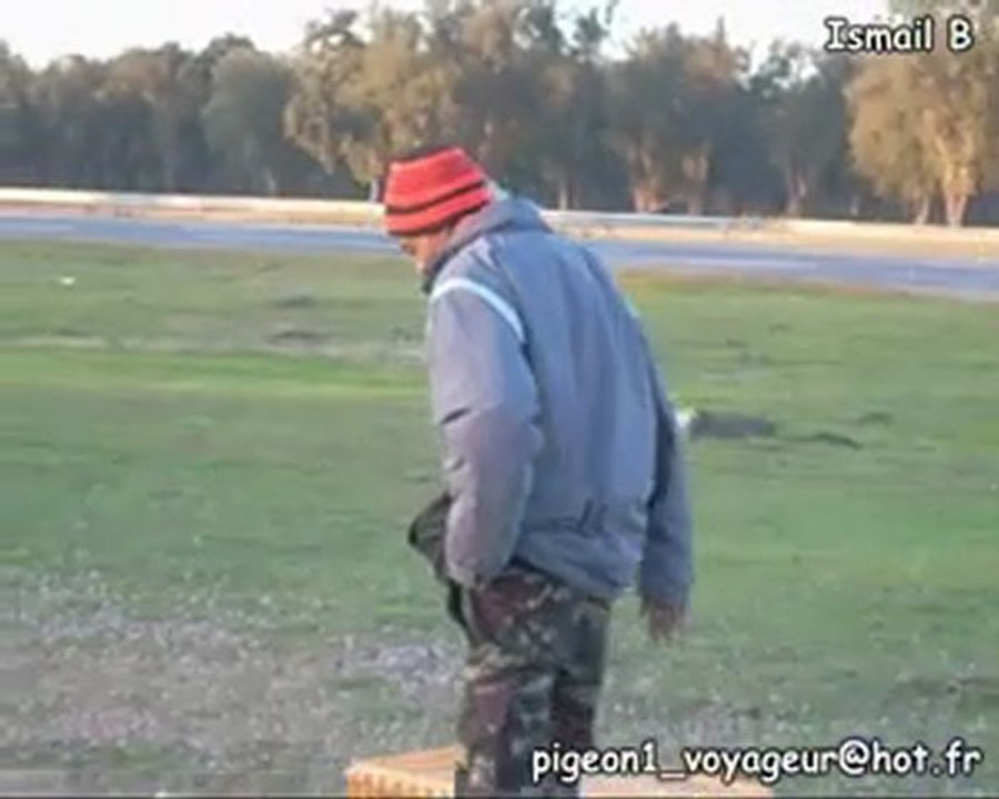Ismail B pipa derby racig pigeon voyageur maroc sale12