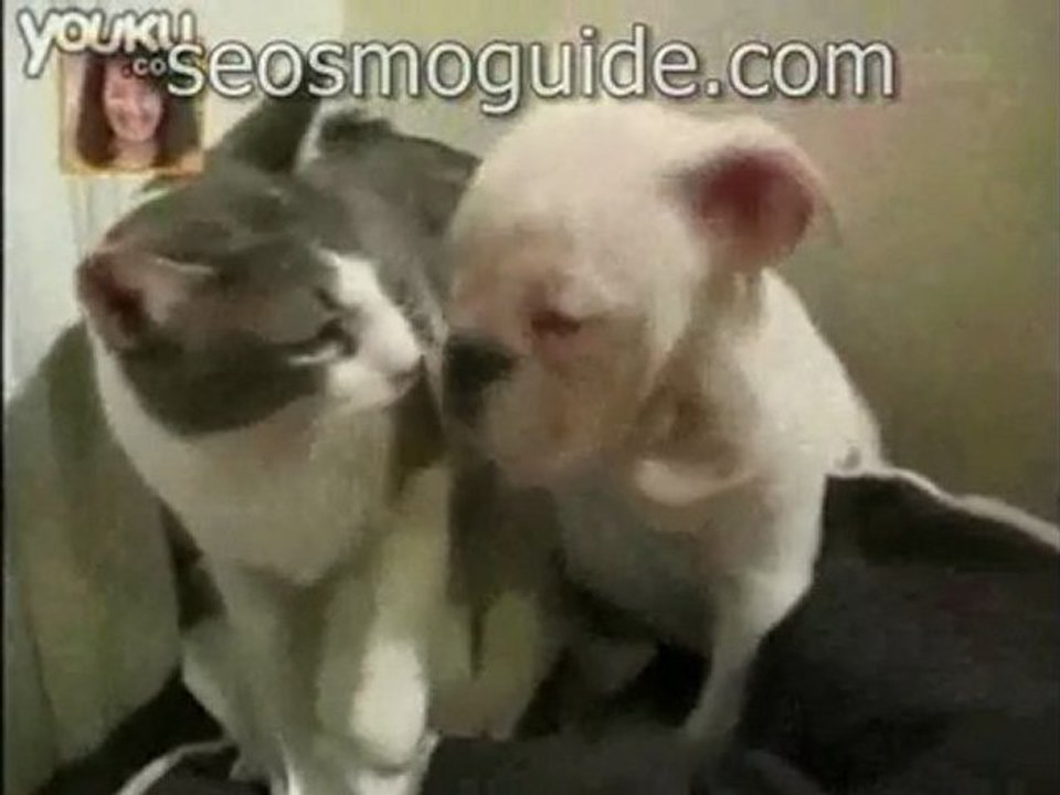 seosmoguide.com, the most fiercely cat