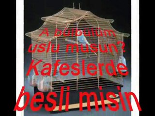 Hasan Dursun Otme Bulbul       ( Ismi Subhan)