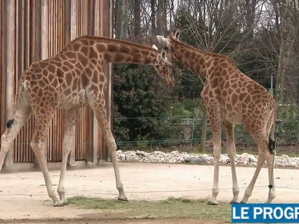 Parc de la Tête d'Or: le zoo, côté coulisses