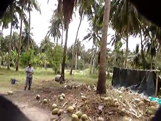 22 02 2010 - Monkey show (Koh Samui, Thailand)