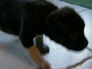 MALE N°1 chiot staffordshire bull terrier staffie62 03032010