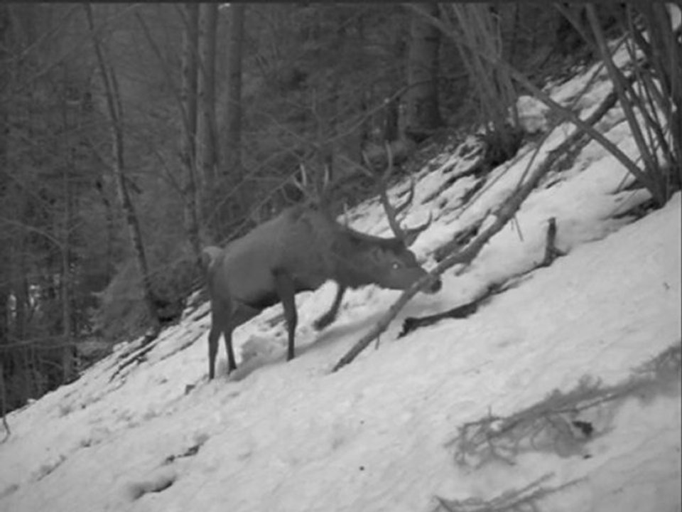 cerf_02-2009 (5)