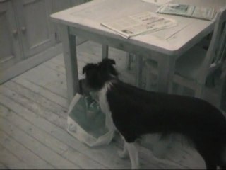 Jade et Chaussette 2006