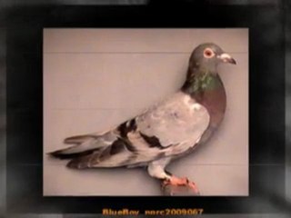 Pigeon Pals Racing Club Daily Results 226