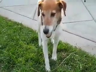 Dog Trainer and Stunt Guy Chris Perondi