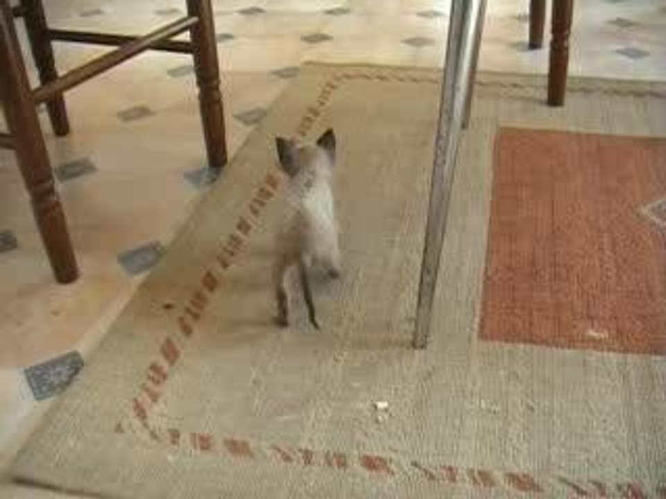 Chaton 2