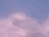 Les grues dans le ciel de Sarrazac