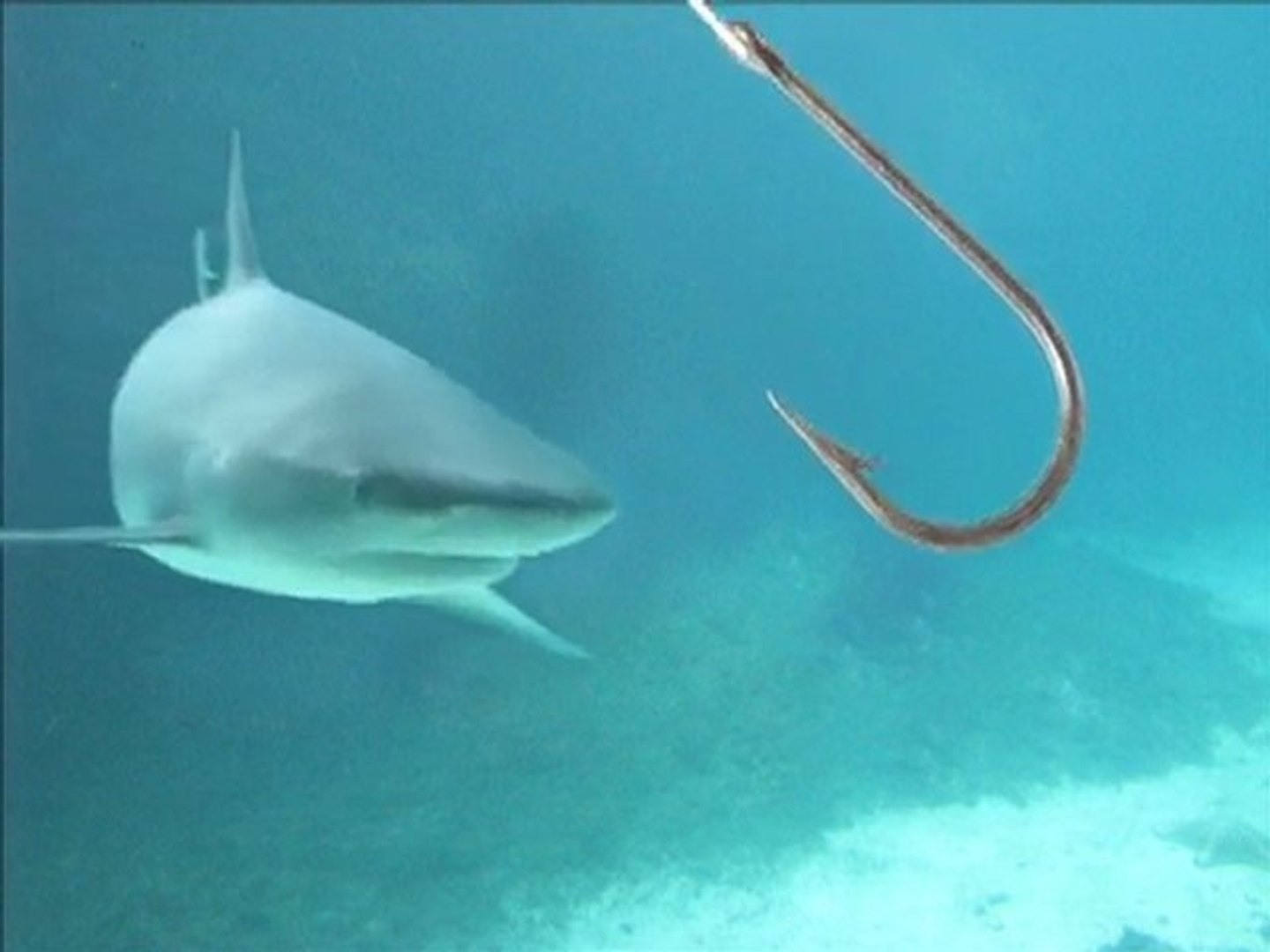 Bermuda Fishing Charters | Deep Sea Fishing | Overpoof