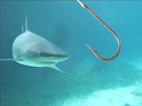 Bermuda Fishing Charters | Deep Sea Fishing | Overpoof