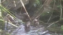splashing sparrows