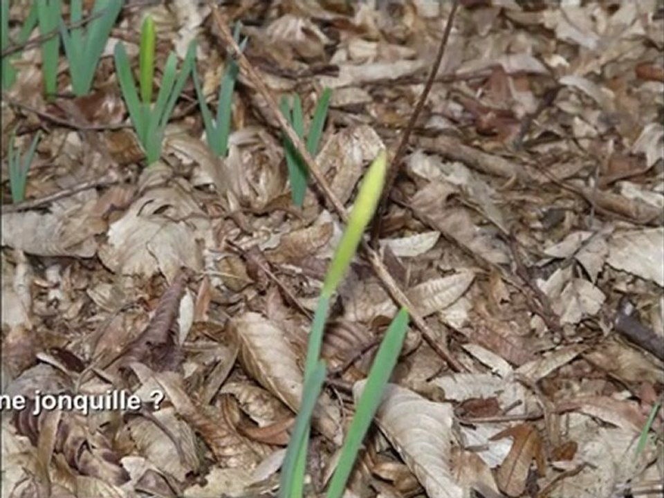 C'est quand le printemps _.mov