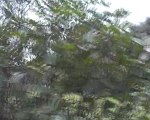 Les arbres du Petit Bois du Devois à Castelnau-le-Lez