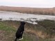Labrador Retriever Dog Training - Walking singles