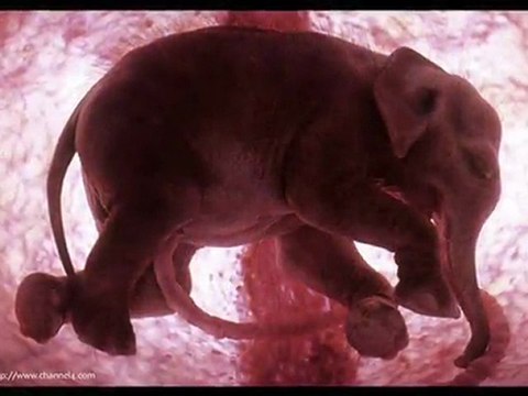 Yuva - Mutlaka izleyin!