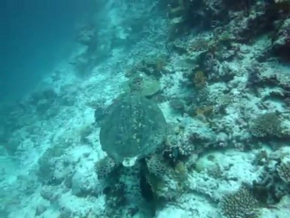 bandos, tortue