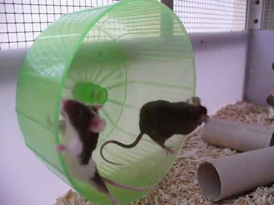 Souris et roue